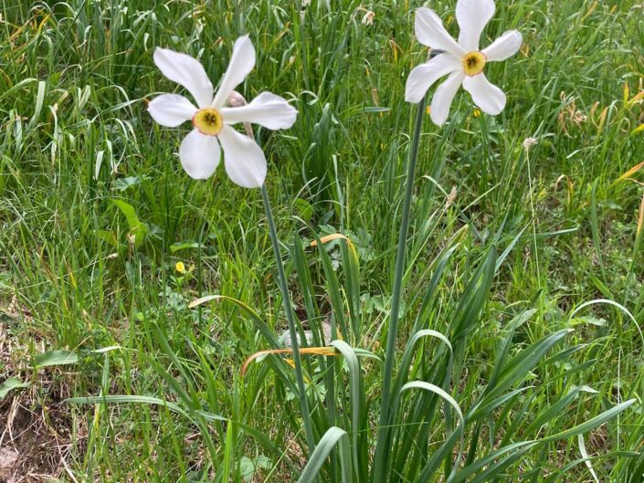 Weisse Narzisse (Narcissus poeticus)