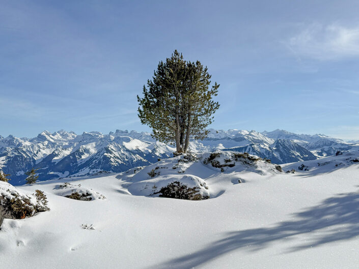 Riedmattstock, Selispitz &nbsp;&nbsp;31.01.2026